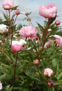 Sarah Bernhardt Peony Potted Plant In Burns Or 4b Nursery And Floral