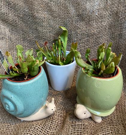 Carnivorous Sarracenia 3.5 inch Pitcher plant