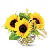 Sassy Sunflowers TF-F11