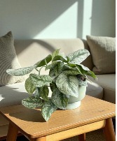 Satin Pothos Plant