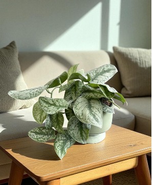Satin Pothos Plant