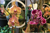 Phalaenopsis Orchid without Pot Easy Grow Orchid for the Home