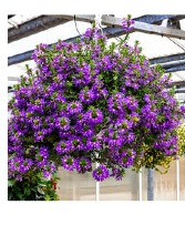Scaevola Hanging Basket * Avail. 1st week in May*