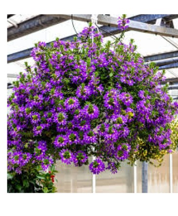 Scaevola Hanging Basket * Avail. May 6th** in Saint Marys, PA | GOETZ'S FLOWERS Scaevola Hanging Basket * Avail. May 6th** in Saint Marys, PA | GOETZ'S FLOWERS