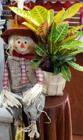 Scare-Croton Novelty Scarecrow and Croton Plant