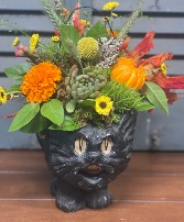Scaredy Cat 