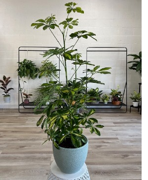 Scheffler (Umbrella Plant) 