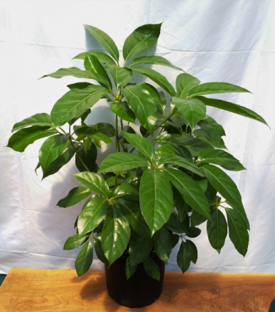 Schefflera Amate House Plant