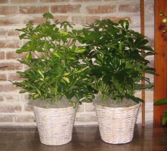 Schefflera Arbocola Foliage Plants