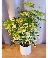  Schefflera arboricola 'Trinette' House Plant