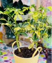 Schefflera Arboricola Trinette Plant 