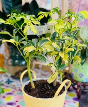Schefflera Arboricola Trinette Plant 