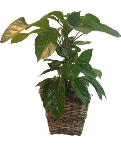 Schefflera Green Plant