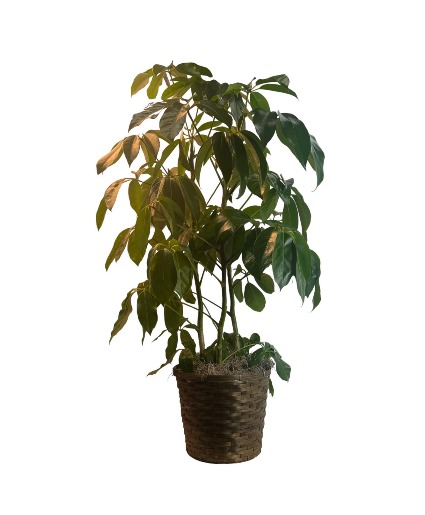 Schefflera Green Plant