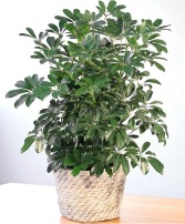 Schefflera House Plant