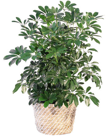 Schefflera House Plant in Raymore, MO | COUNTRY VIEW FLORIST LLC