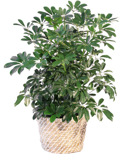 Schefflera House Plant in Mobile, AL - Shasta Daisy's Florist