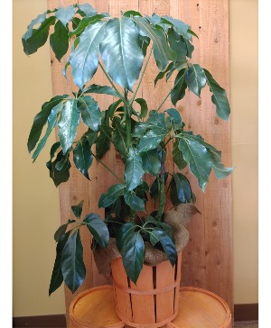 Schefflera in Lobster Basket w/ Burlap Accent 