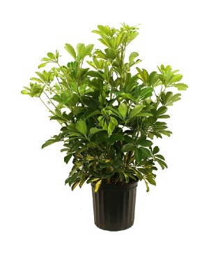 Schefflera Live Plant