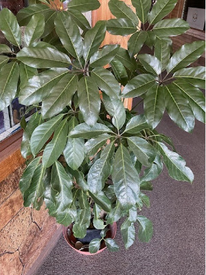 Schefflera Plant