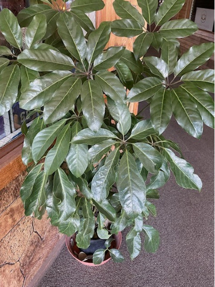Schefflera Plant