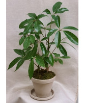 Schefflera Plant