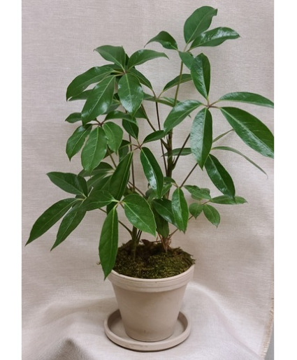 Schefflera Plant