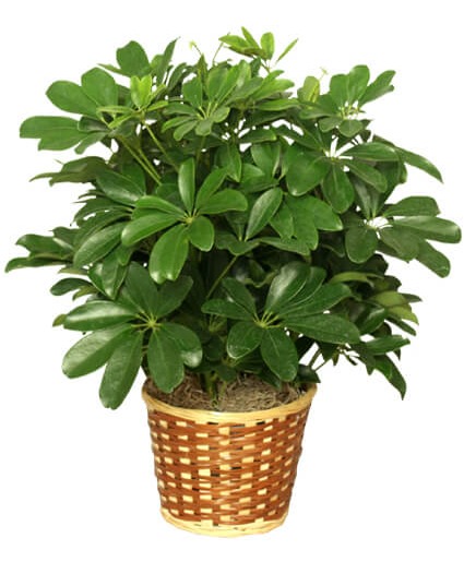 schefflera Plant Plants