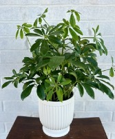 Schefflera Plant  In Comfort Planter sympathy 