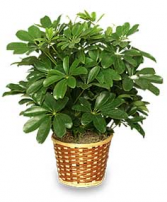 schefflera Plants