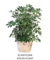 Schefflera Rentals