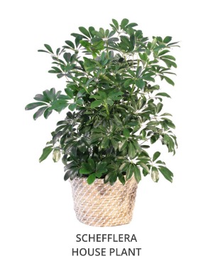 Schefflera Rentals