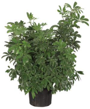 Schefflera (Umbrella Plant) 22-24" tall in Basket