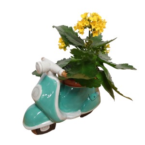 Scooter Delight Plant