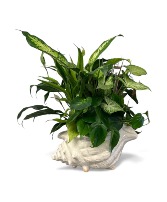 SeaShell Dish Garden