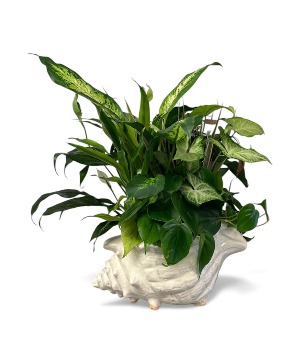 SeaShell Dish Garden