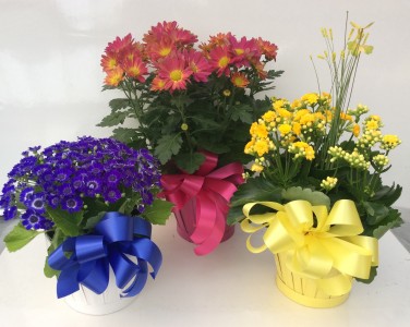 Seasonal Blooming Plants