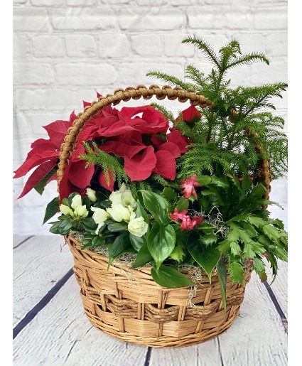 Seasonal Dish Garden Dish Garden Houseplant