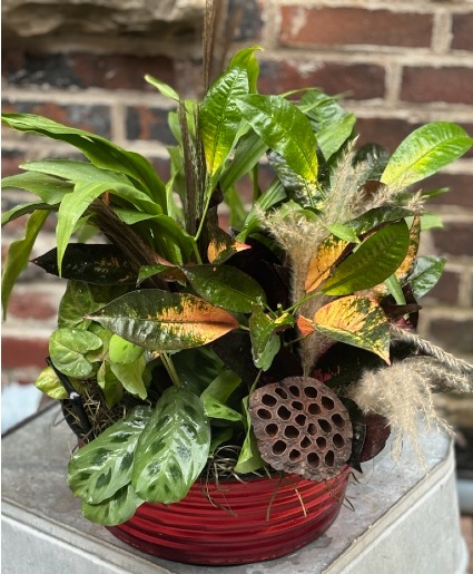 Seasonal Plant Mix Plants