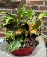 Seasonal Plant Mix Plants