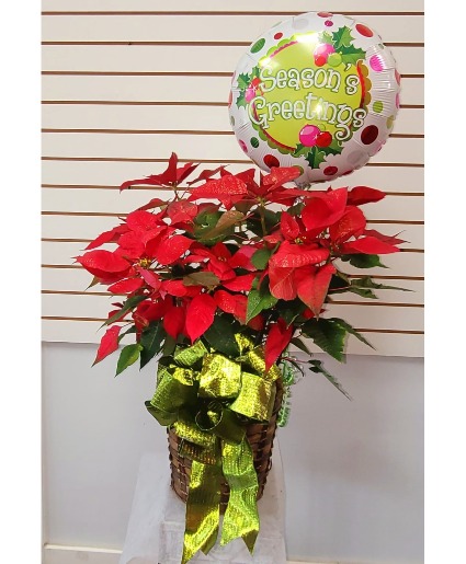 seasons greeting RED POINSETTIA