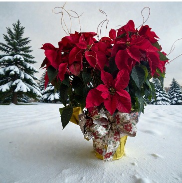 Season's Greetings!!  in Clearwater, FL | FLOWERAMA