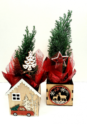 Season's Greetings! Living plants