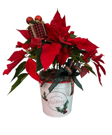 Season's Greetings Poinsettia Potted Plant 