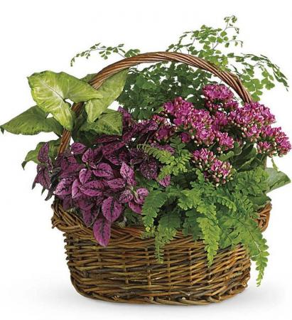 Secret Garden Basket Flowering Plants
