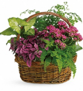 Secret Garden Basket plant