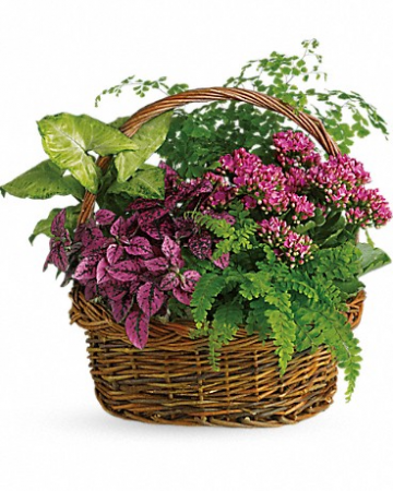 Secret Garden Basket plant in Edgewood, TX | Angelic Garden Florist