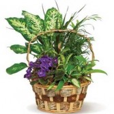 Secret Garden Basket Plant Basket