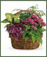 SECRET GARDEN PLANT BASKET 