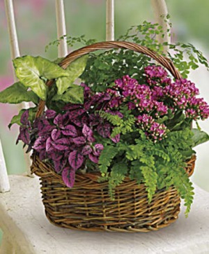 Secret Garden Plant Basket Potted Plants